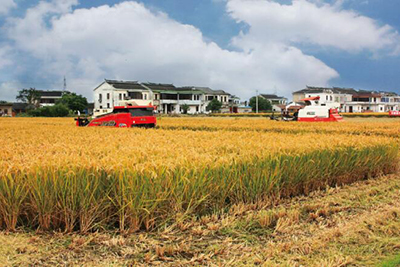 惠健杜桥标准化水稻区域